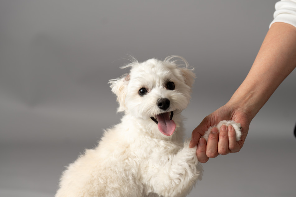 studio by Avvoltoの画像