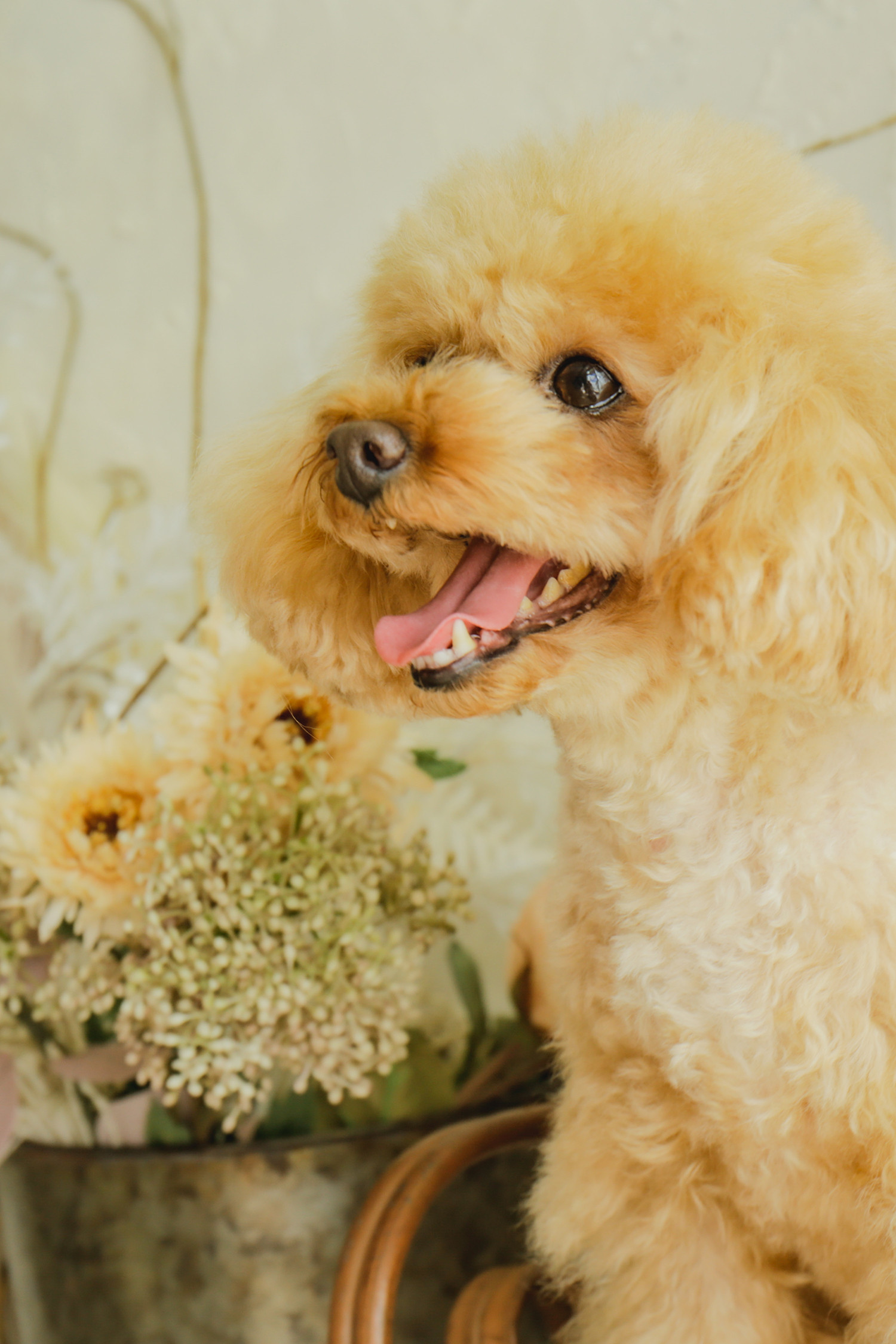 写真スタジオおかげさまのメイン画像