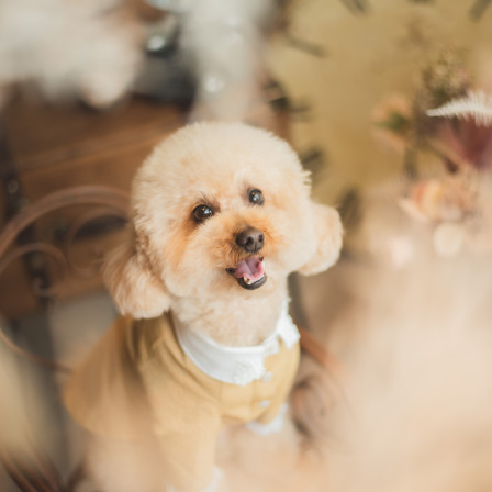 写真スタジオおかげさまの画像