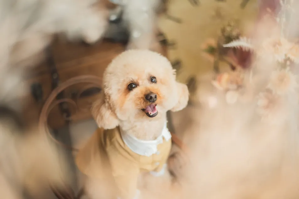 写真スタジオおかげさまの画像