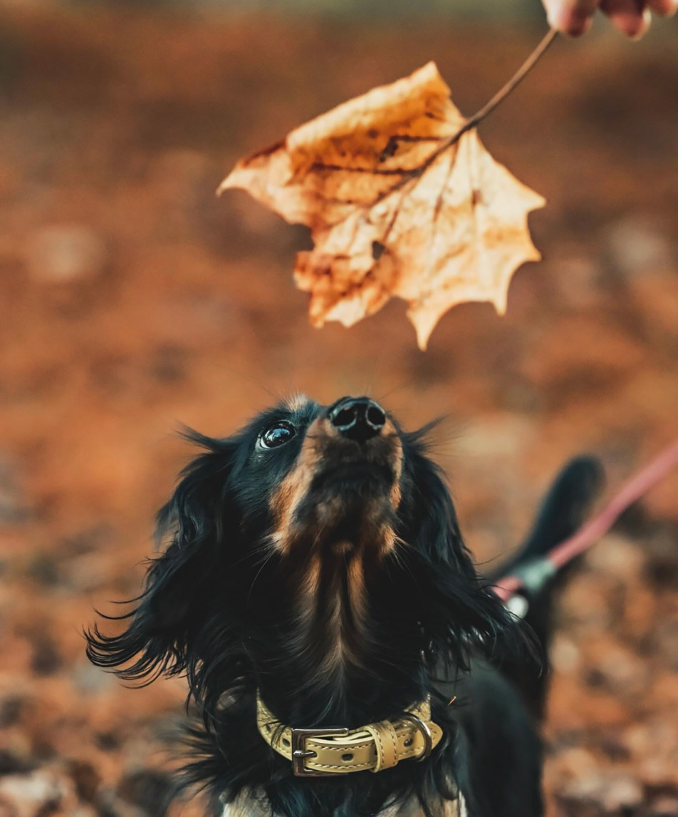 写真スタジオおかげさまの画像