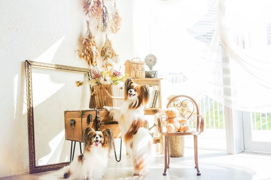 写真スタジオおかげさまの画像