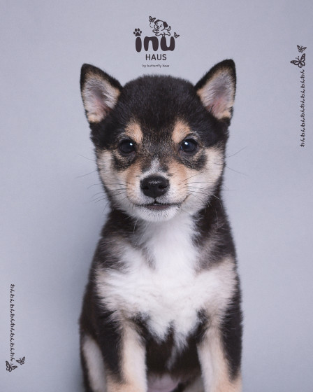 韓国式家族写真フォトスタジオ バタフライハウスなんばの画像