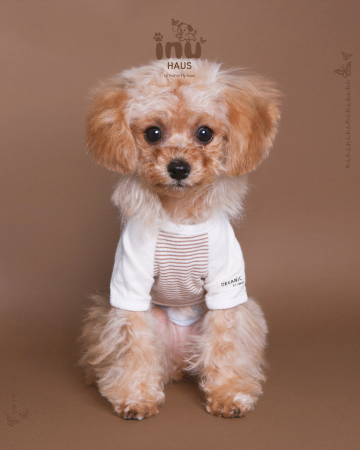 韓国式家族写真フォトスタジオ バタフライハウスなんばの画像2