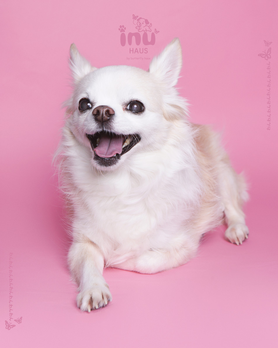 韓国式家族写真フォトスタジオ バタフライハウスなんばの画像