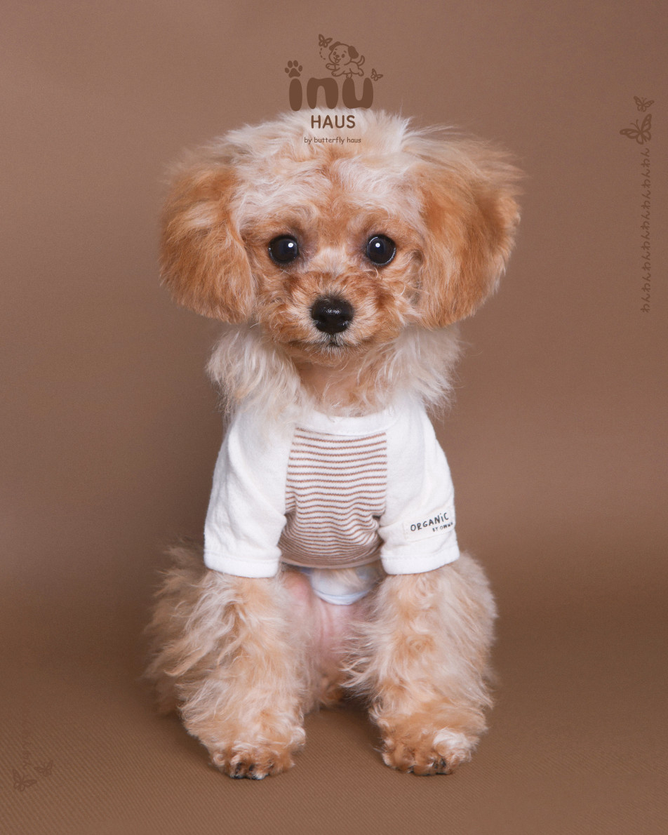 韓国式家族写真フォトスタジオ バタフライハウスなんばの画像