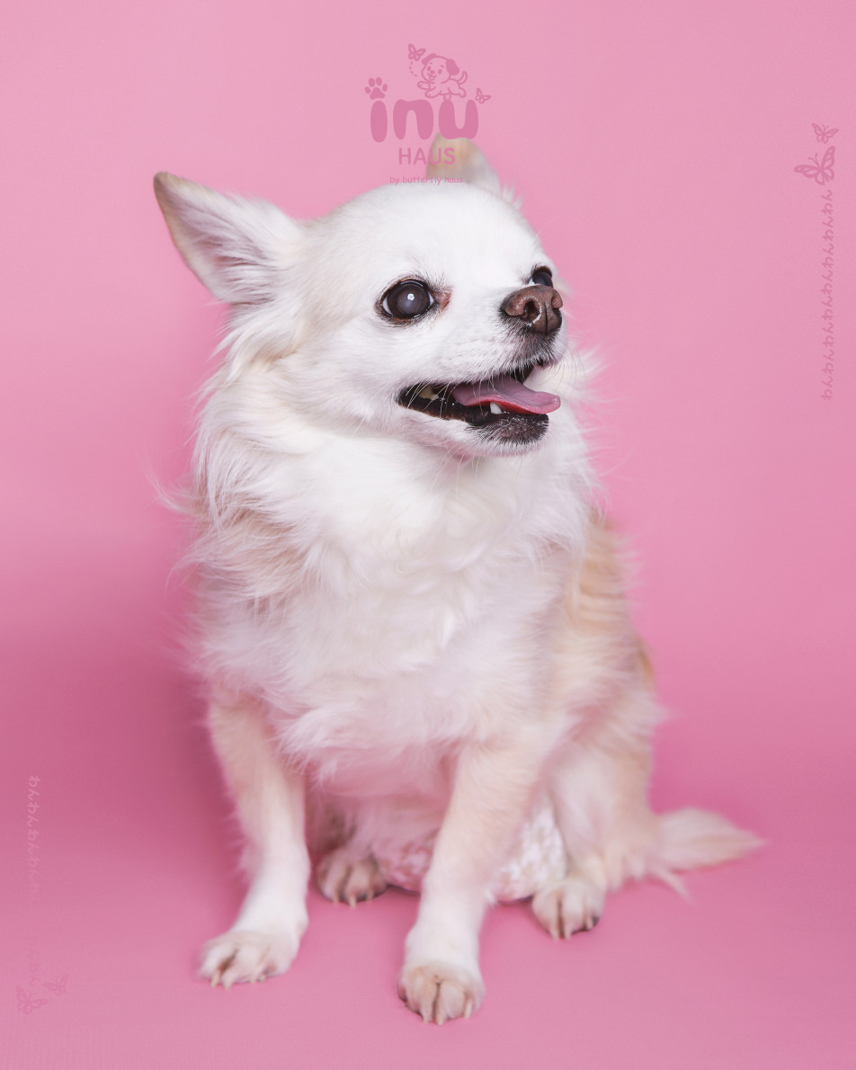 韓国式家族写真フォトスタジオ バタフライハウスなんばの画像