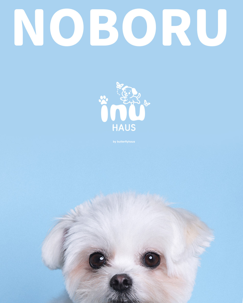 韓国式家族写真フォトスタジオ バタフライハウスなんばの画像