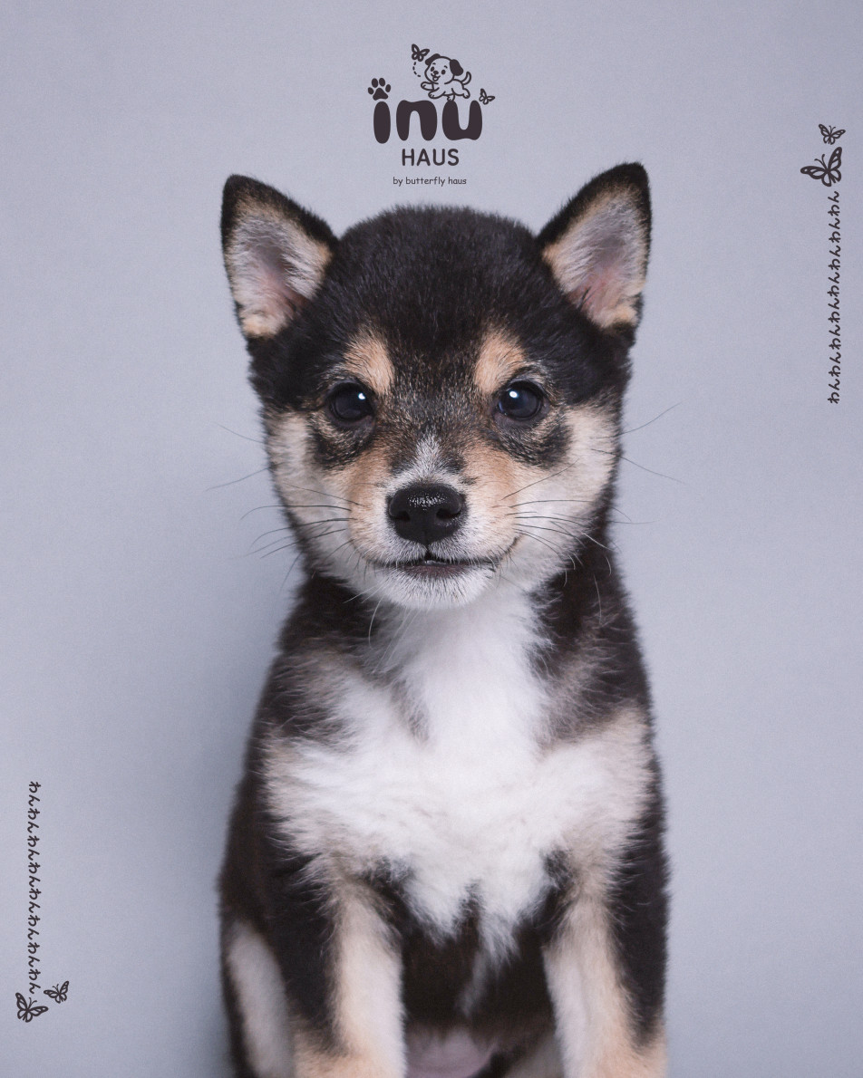 韓国式家族写真フォトスタジオ バタフライハウスなんばの画像