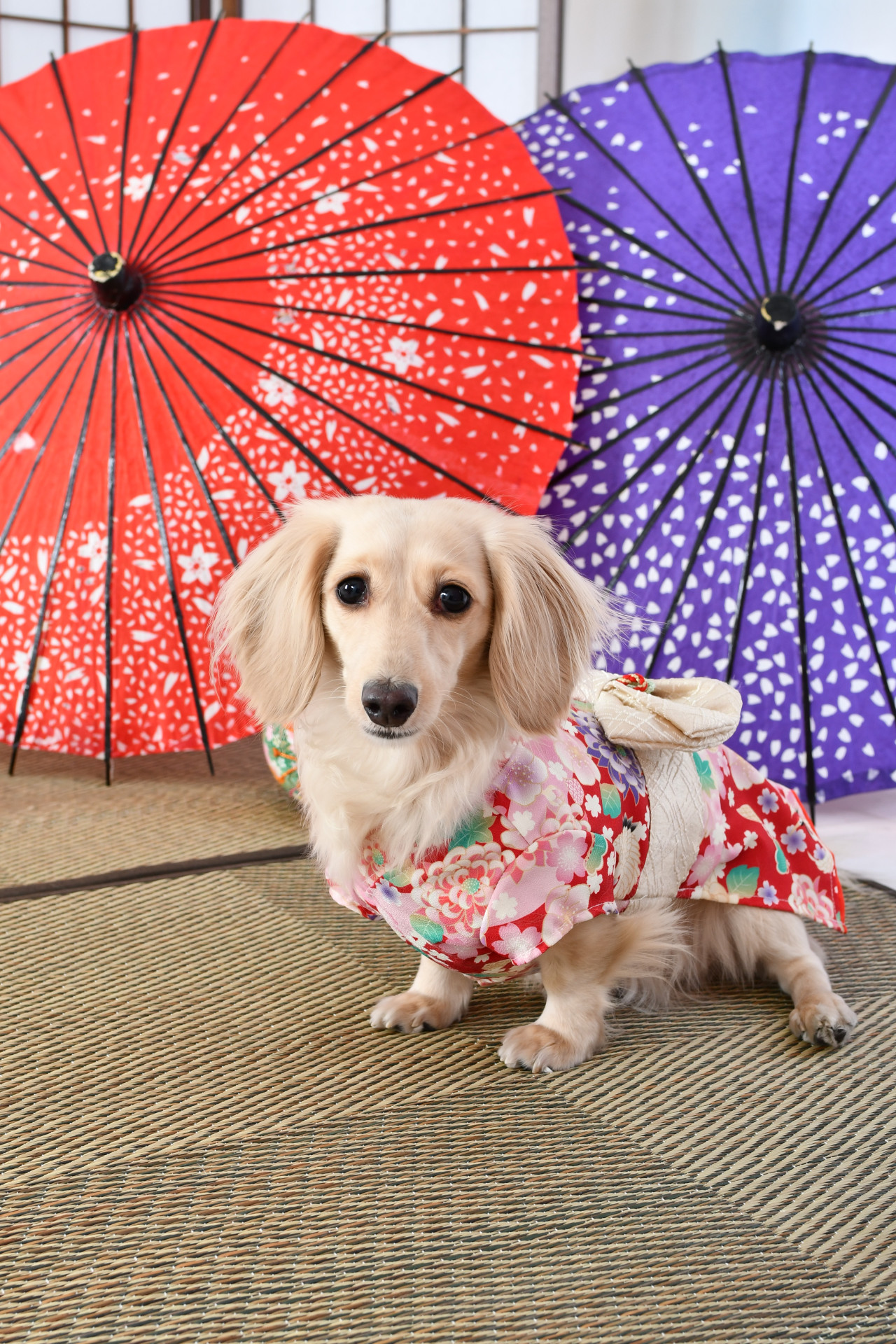 photostudio tantanのメイン画像