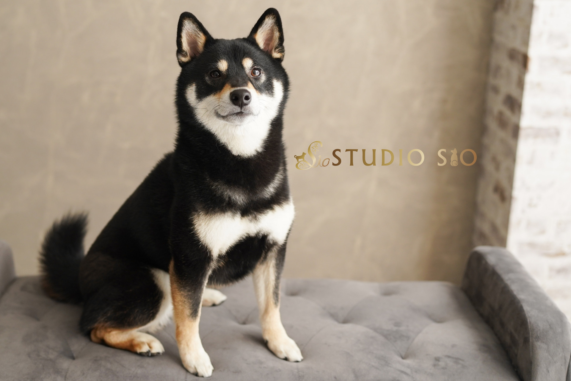 ペットと家族の写真館 STUDIO SIOのメイン画像