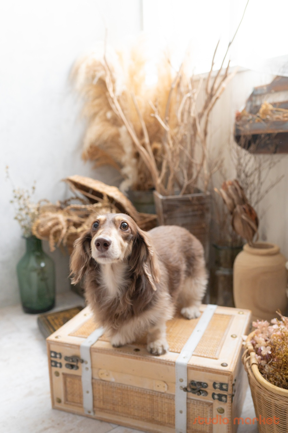 Marshmallow styling/photoのメイン画像