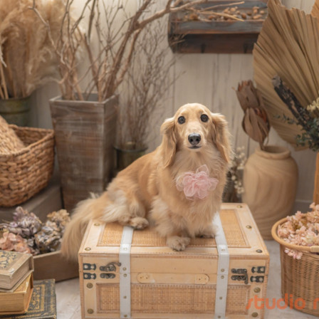 Marshmallow styling/photoの口コミ画像