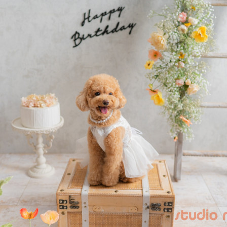 Marshmallow styling/photoの口コミ画像