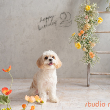 Marshmallow styling/photoの口コミ画像