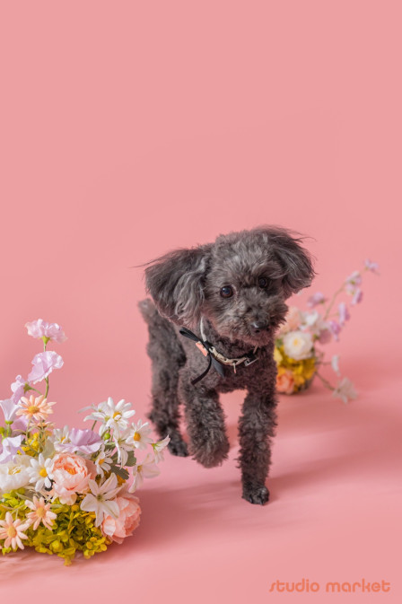 Marshmallow styling/photoの口コミ画像