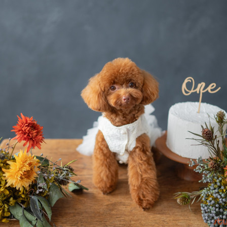 Marshmallow styling/photoの口コミ画像