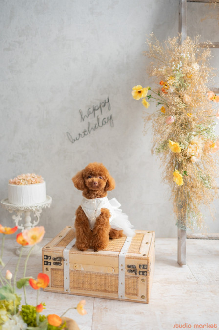 Marshmallow styling/photoの口コミ画像