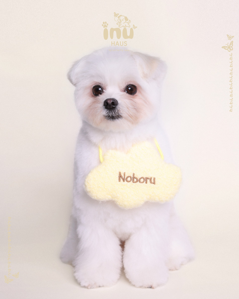 1-Cut わんわん証明写真