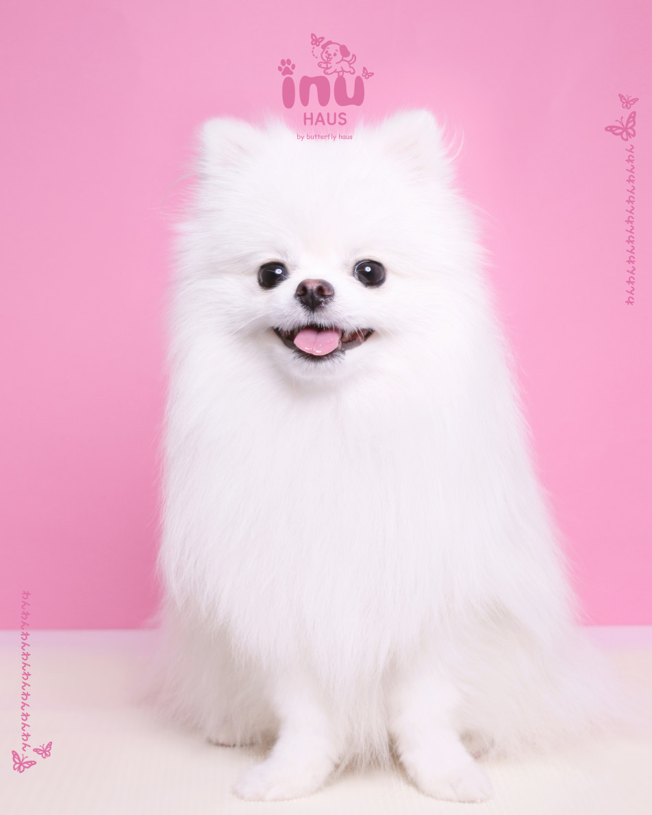 2-cut わんわん証明写真