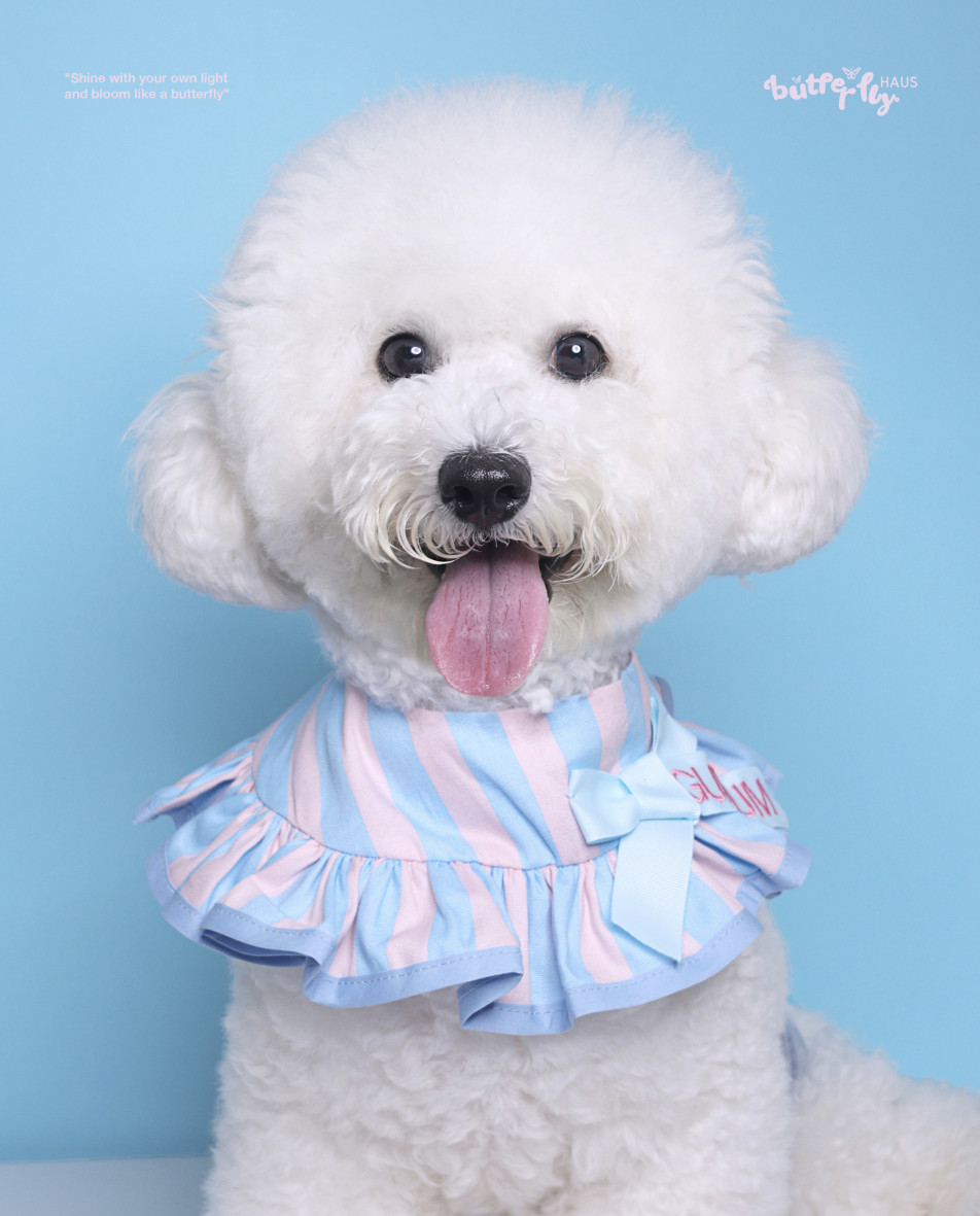 1-Cut わんわん証明写真