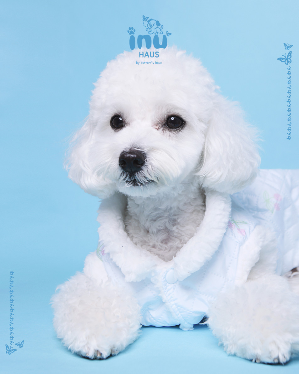 4-cut わんわん証明写真