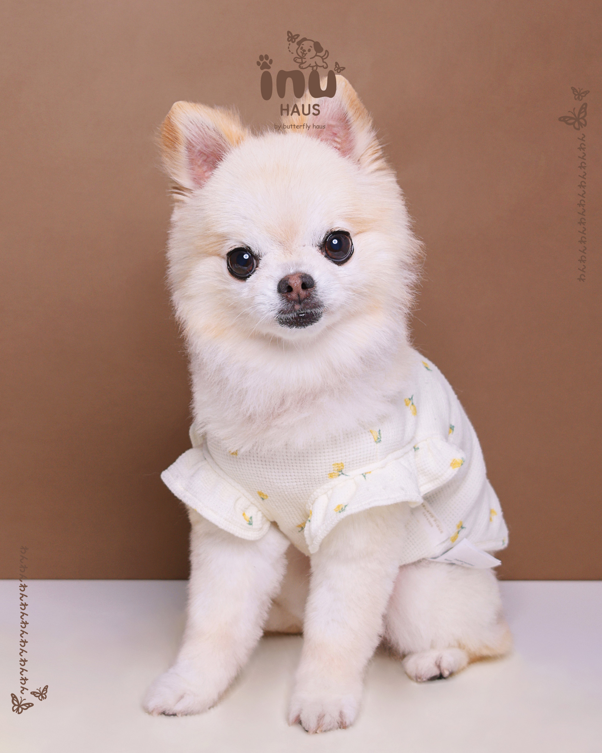 1Cut わんわん証明写真