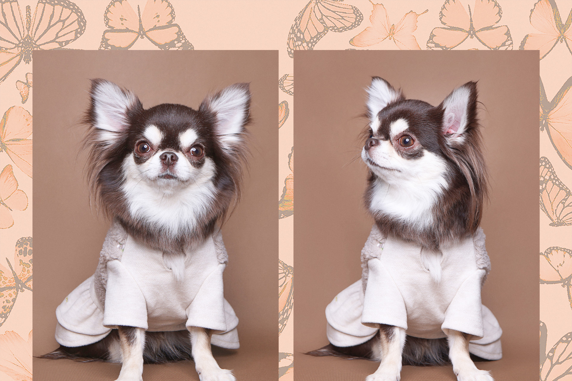 2Cut わんわん証明写真