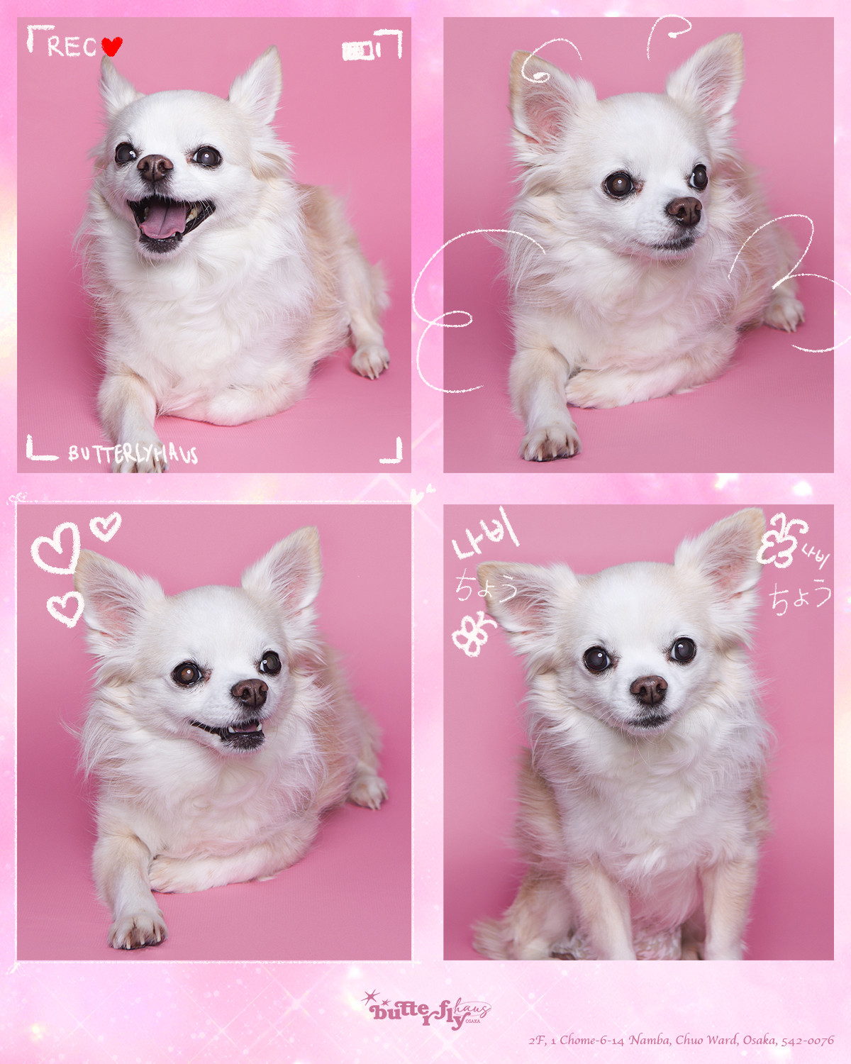 4Cut わんわん証明写真